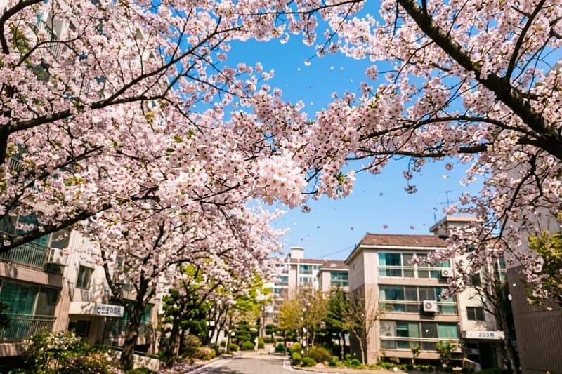 아파트 앞에 벚꽃이 많이 폈어요