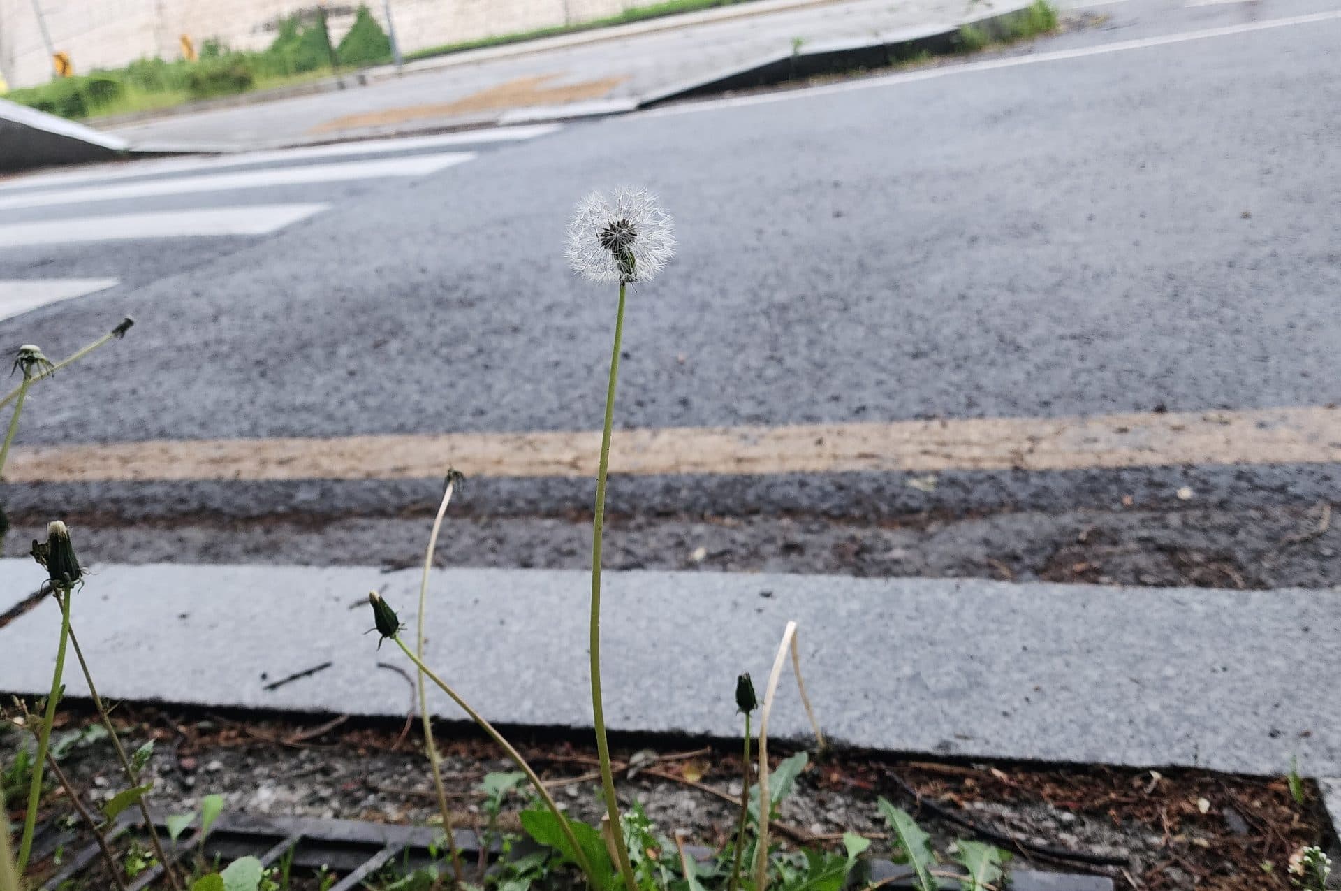 길가 비바람에도 흩날릴 홀씨를 지켜냈네요